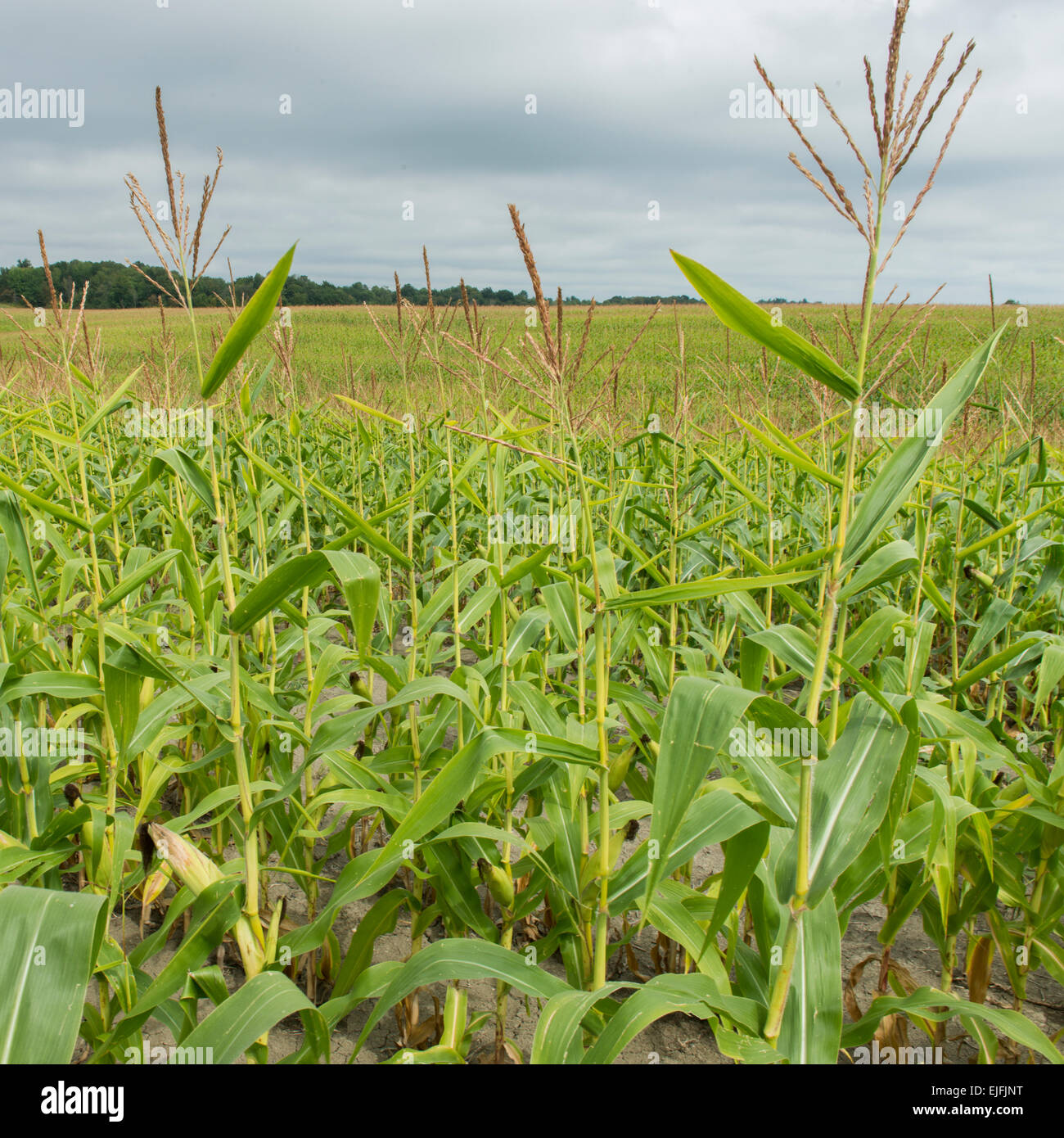 Corn field in Thurso, Quebec, Canada Stock Photo Alamy