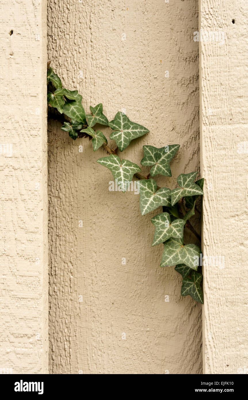 Vine growing on fence hires stock photography and images Alamy