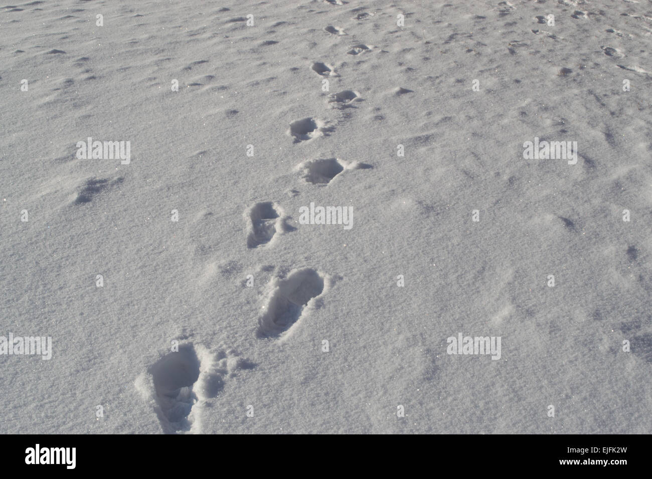 Human treads and footprints in snow as the path begins Stock Photo - Alamy