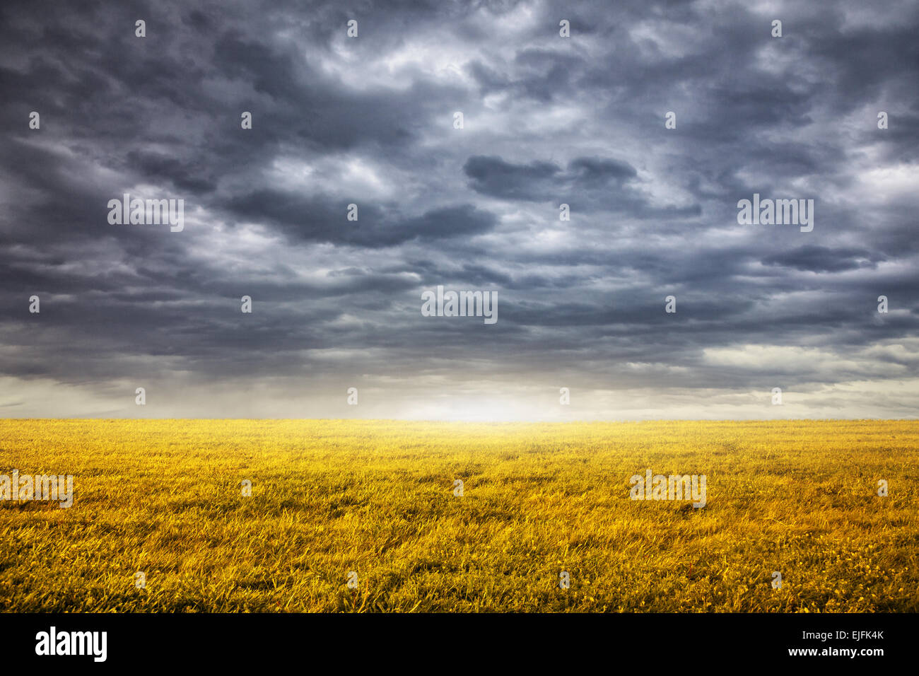 Field with yellow grass at overcast dramatic sky background Stock Photo