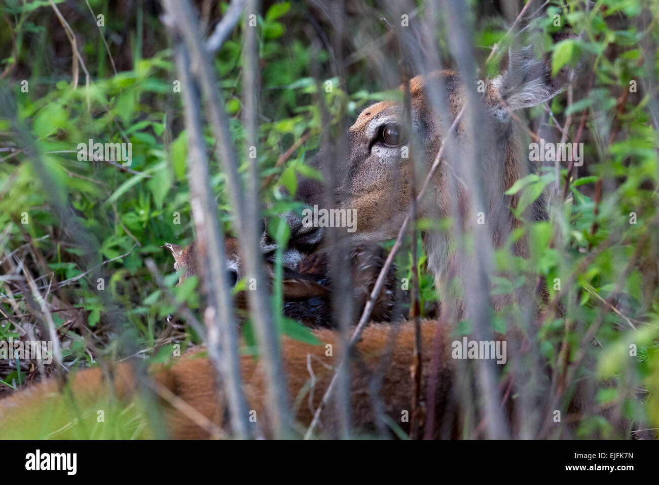 White-tailed doe with newborn fawns Stock Photo