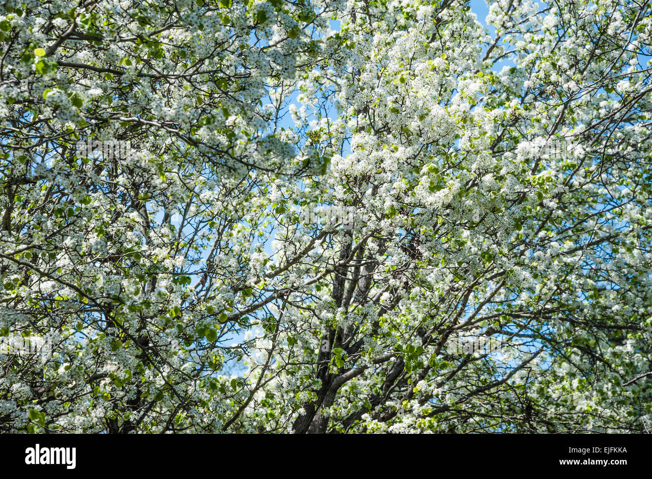 White Spring blossoms and new green leaves on Bradford pear trees in Georgia, USA. Stock Photo