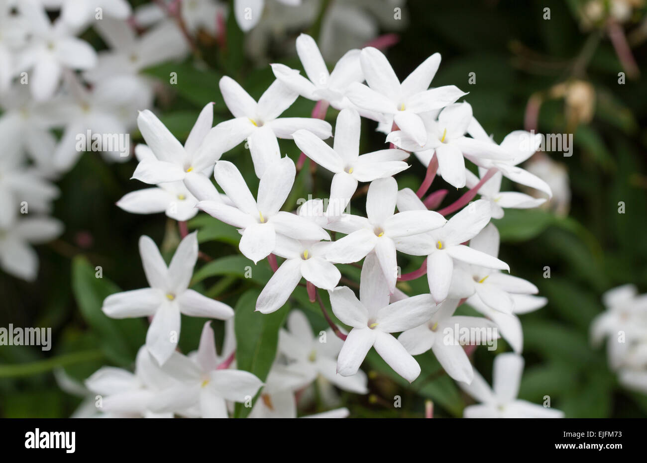 Lovely Star Jasmine blooming in spring Stock Photo