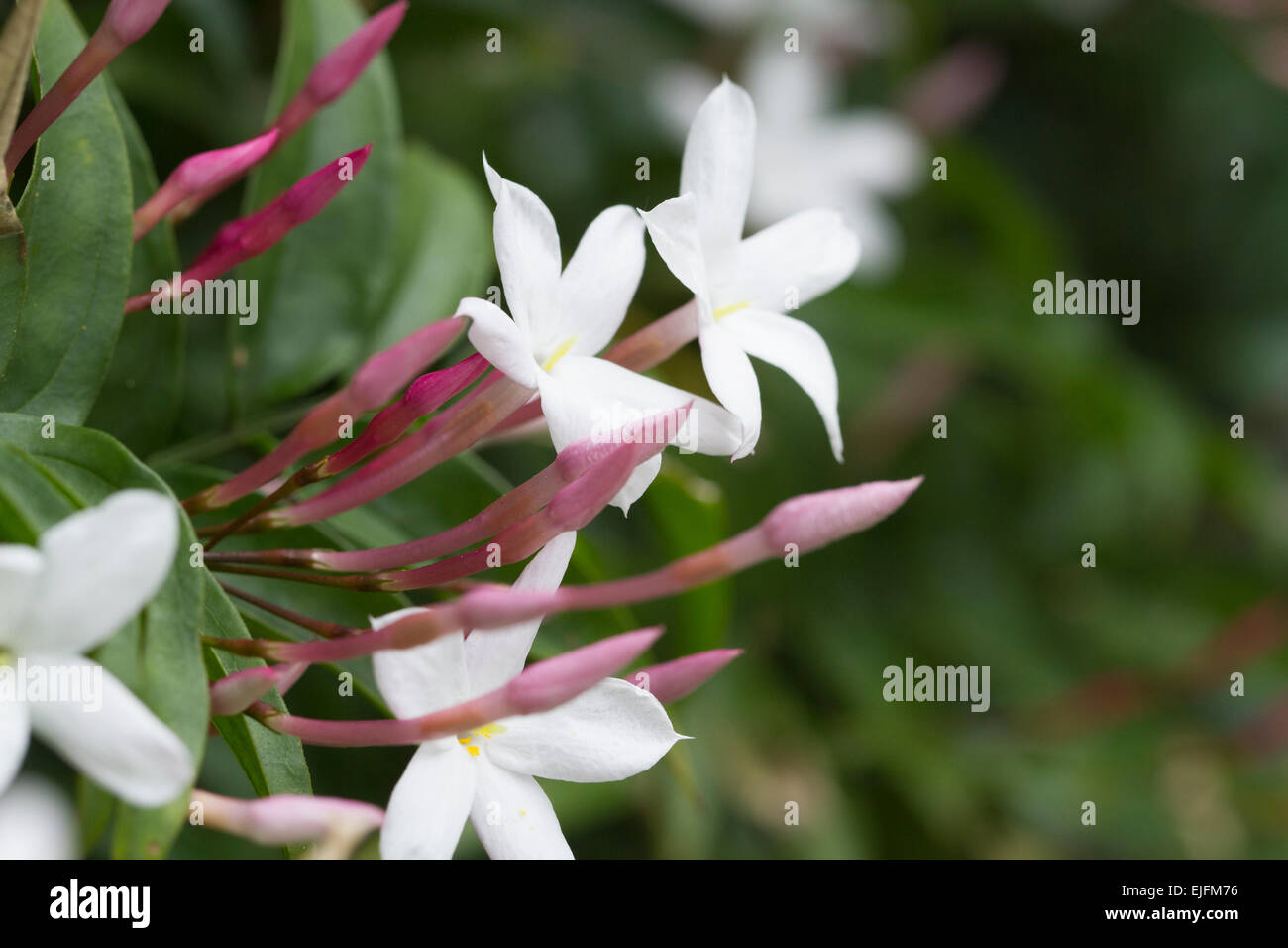 Lovely Star Jasmine blooming in spring Stock Photo