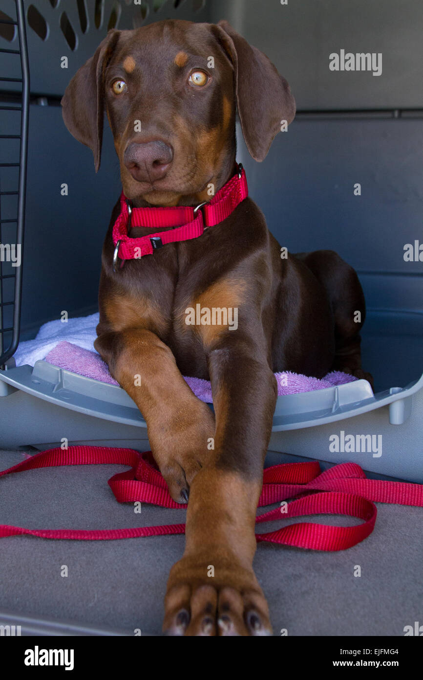 Puppy sitting in crate Stock Photo