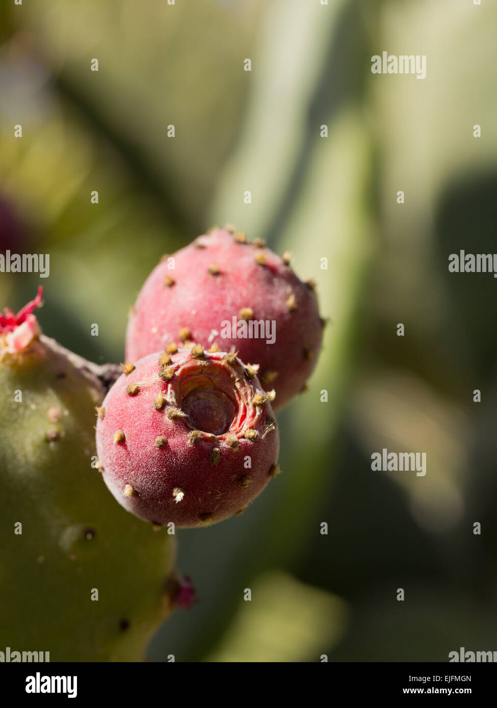 Red cactus fruit on cactus in natural environment Gran Canaria
