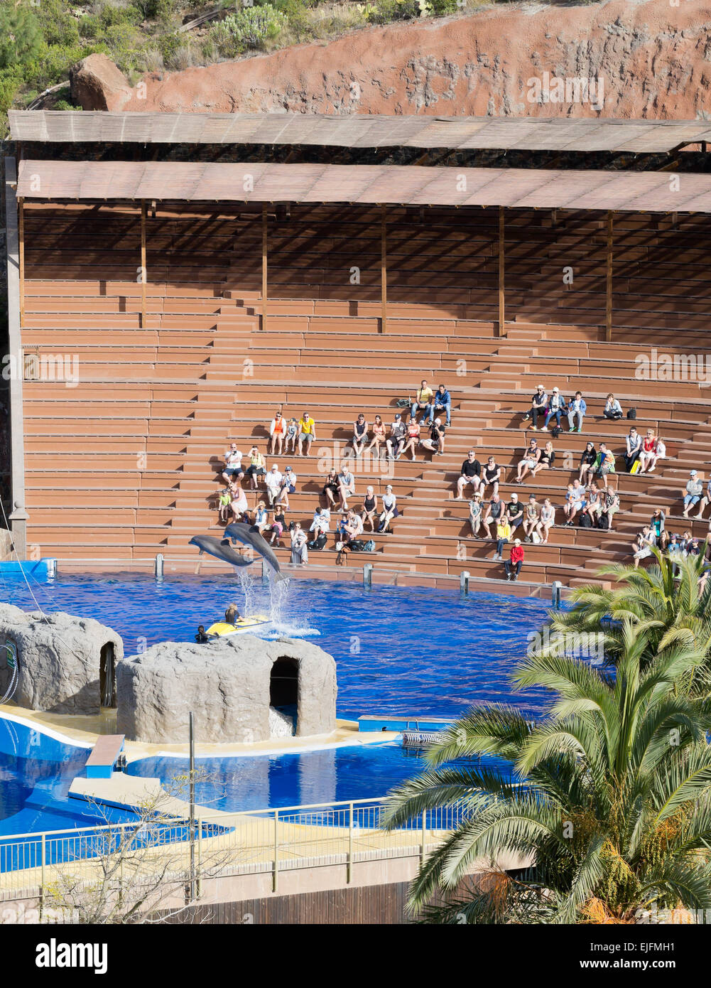 Dolphin show at the Palmitos park zoo dolphinarium, Gran Canaria, Canary islands, Spain, Europe Stock Photo