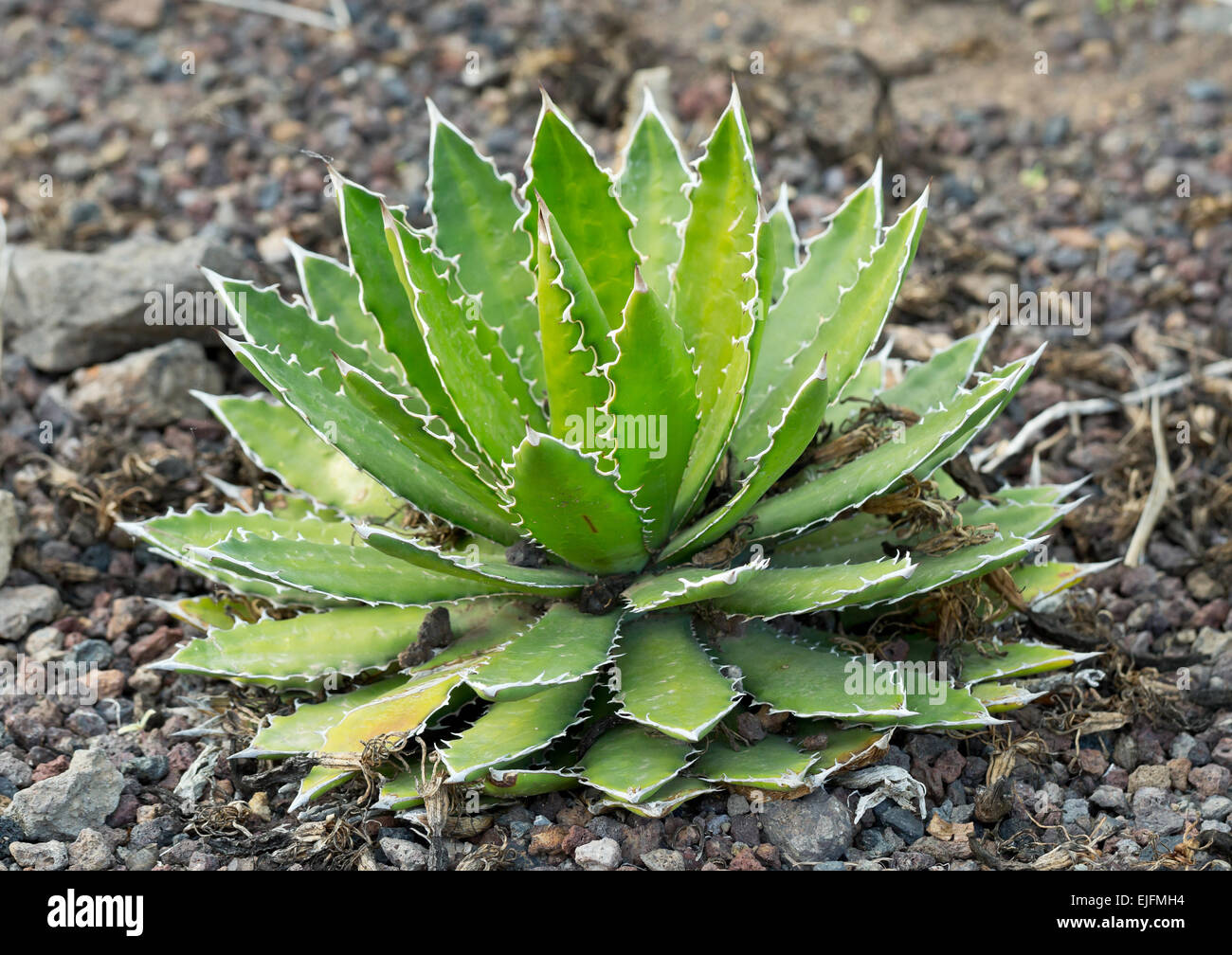 Agave rosette close up - Gran Canaria, Canary islands, Spain, Europe Stock Photo