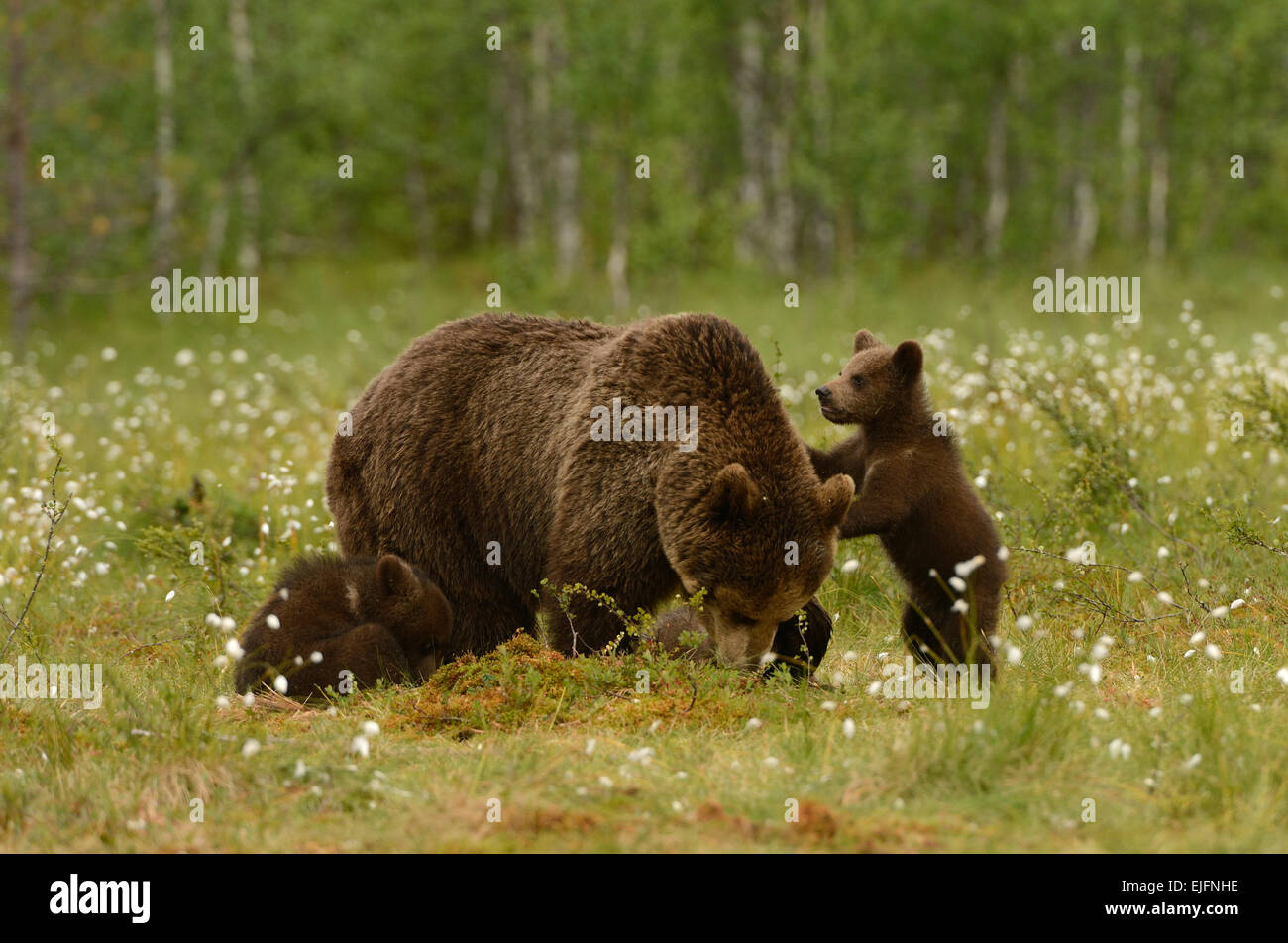 Female brown bear with cubs in the forest and swamp of mid Finland near ...