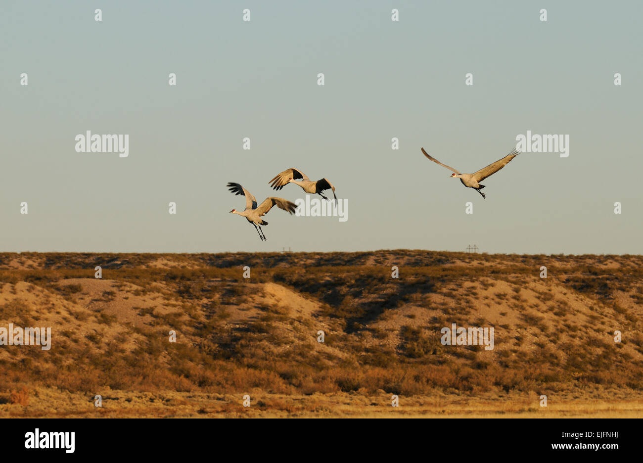 Sandhill Cranes flying over the water at Bosque Del Apache National Wildlife Reserve, New Mexico USA Stock Photo