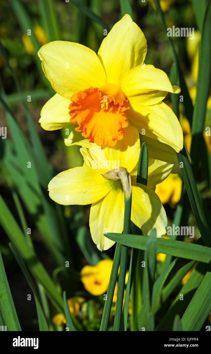 Daffodil flowers in spring Stock Photo