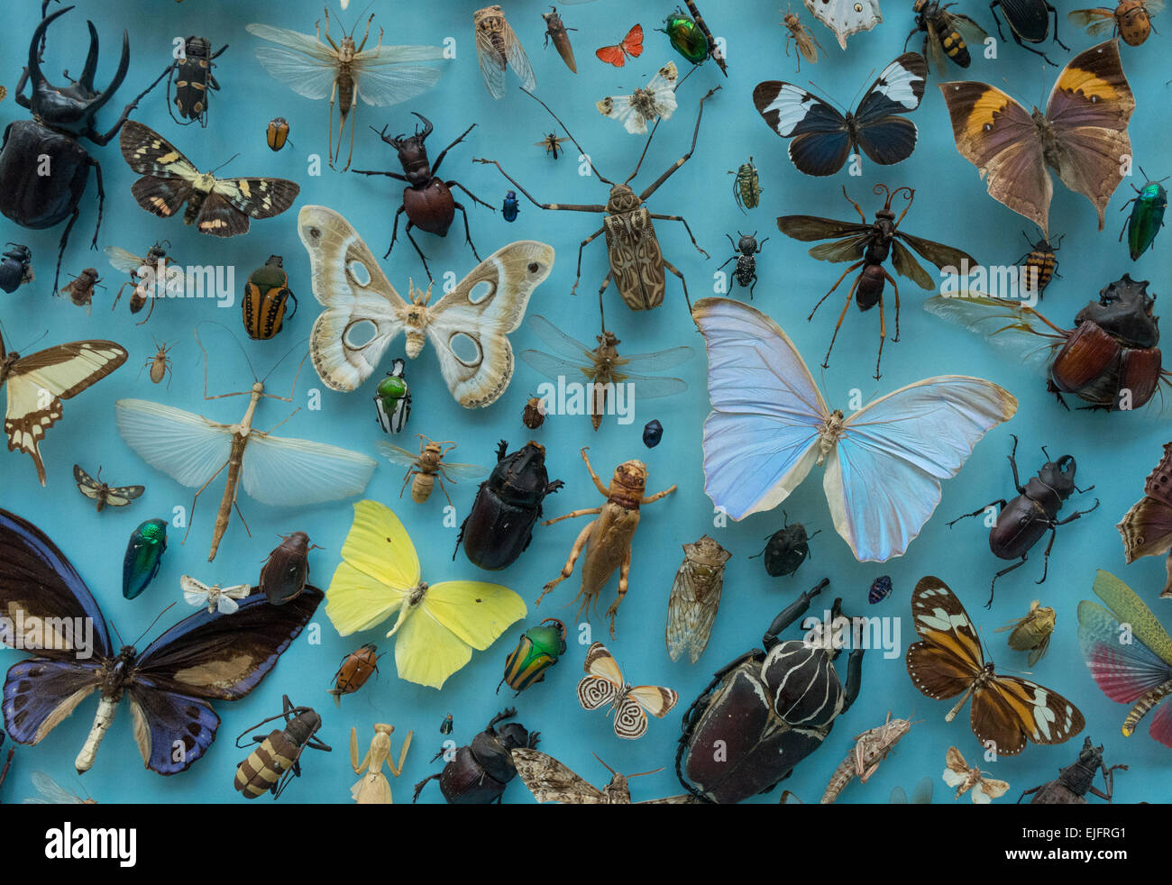 Bug Collection at Oxford's Natural History Musem Stock Photo