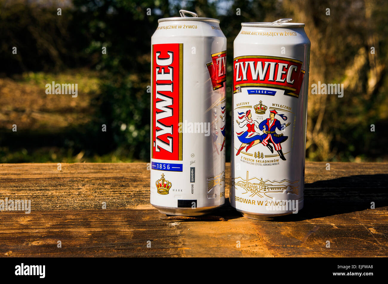 Zywiec Beer can, tin, cans, tins, Aluminium, Al Stock Photo Alamy