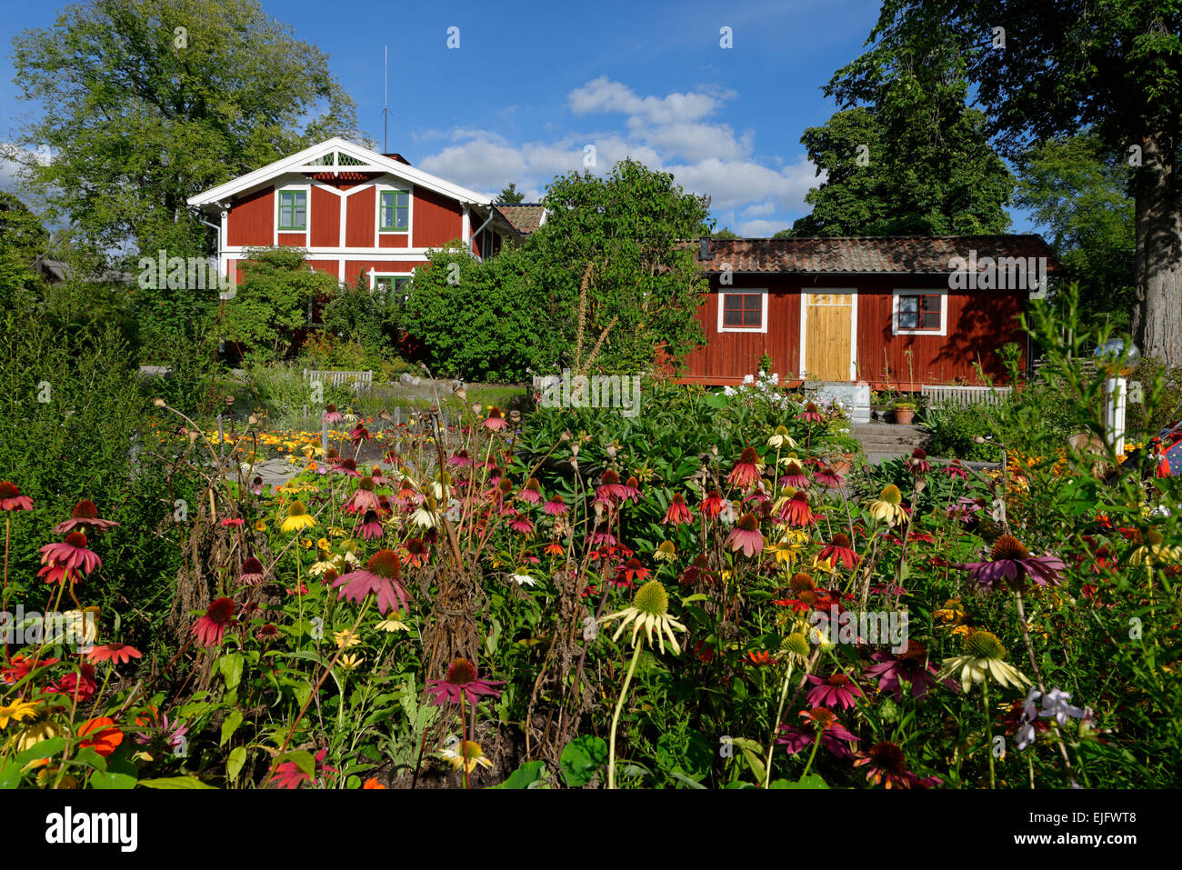 Herbal garden with coneflowers in the open-air museum Skansen, Djugarden, Stockholm, Sweden Stock Photo