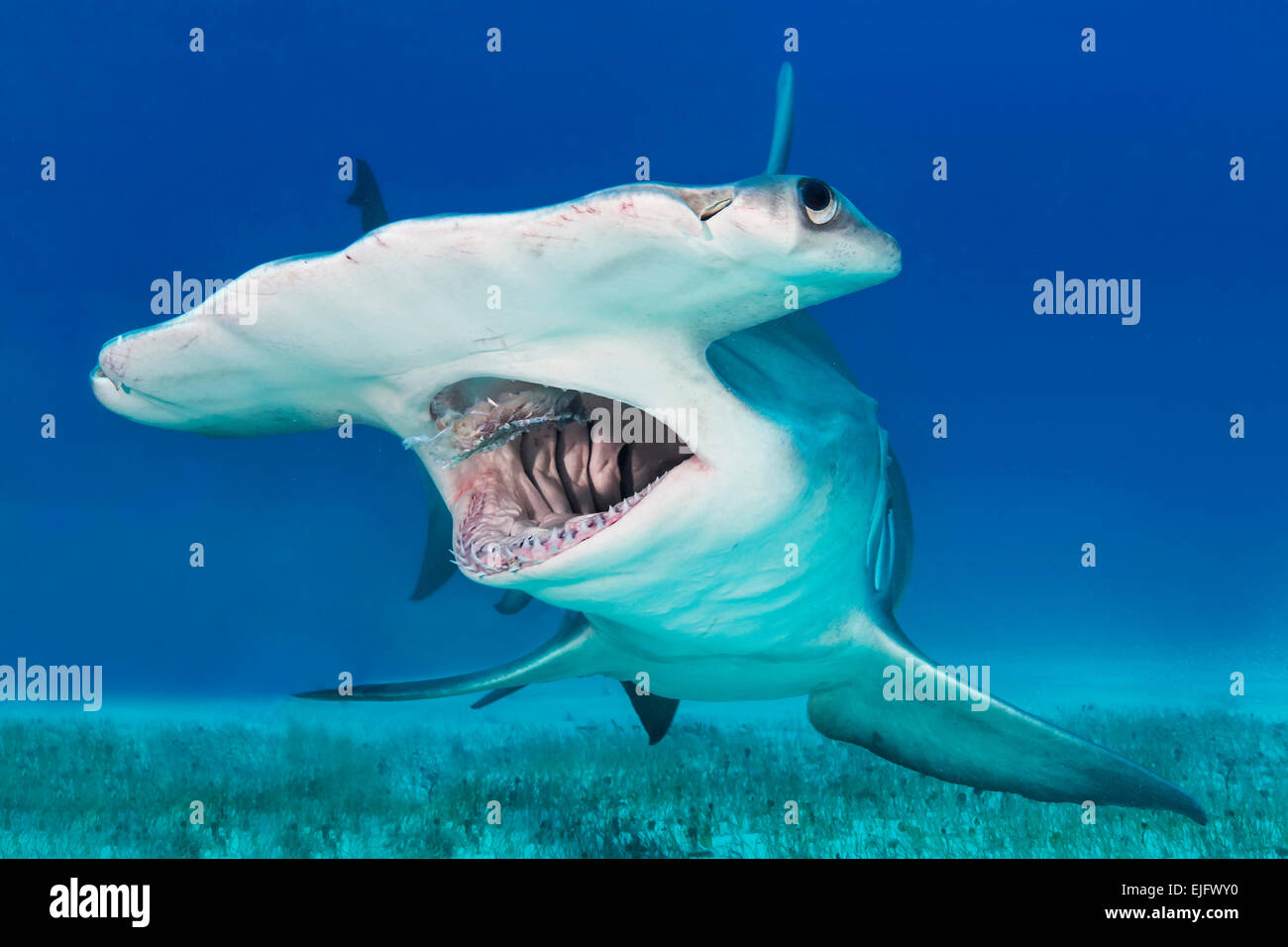 hammerhead shark feeding