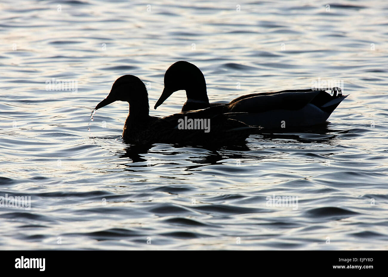 Two ducks mated pair in silhouette. Stock Photo
