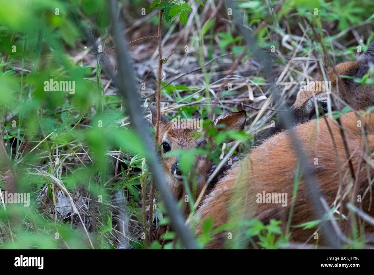 White-tailed doe with newborn fawns Stock Photo