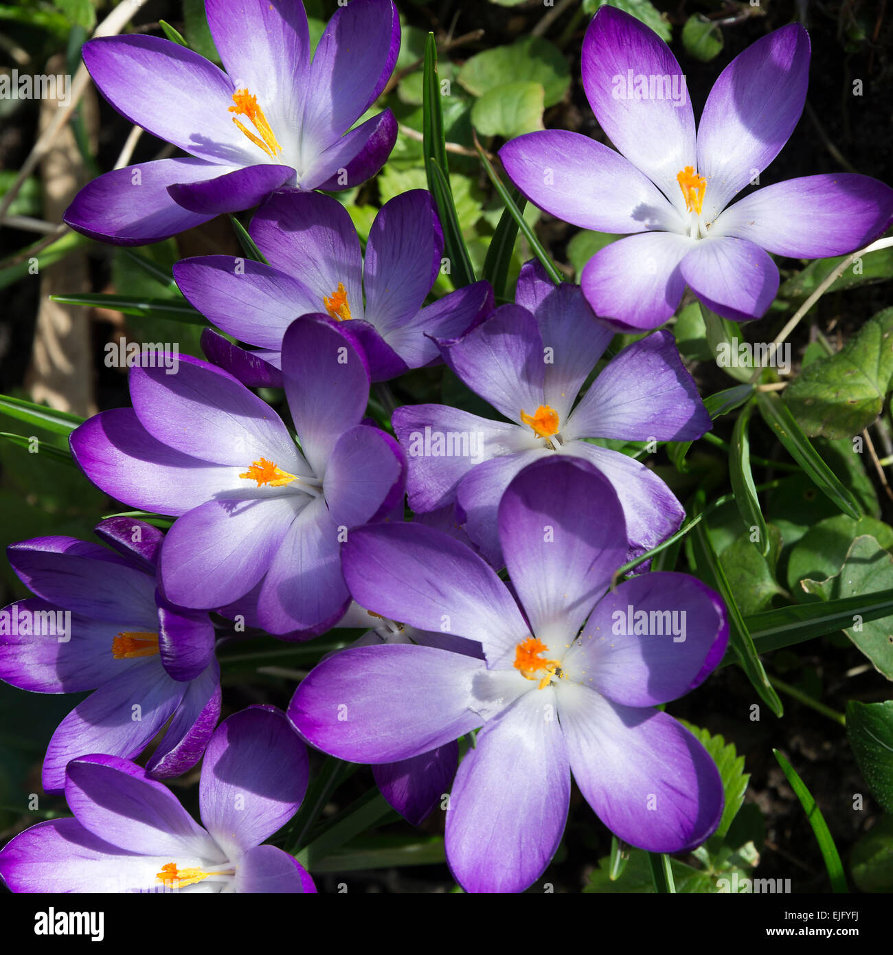 Clusters of Purple Crocus Flowers in Bloom in a Cheshire Garden England  United Kingdom UK Stock Photo - Alamy