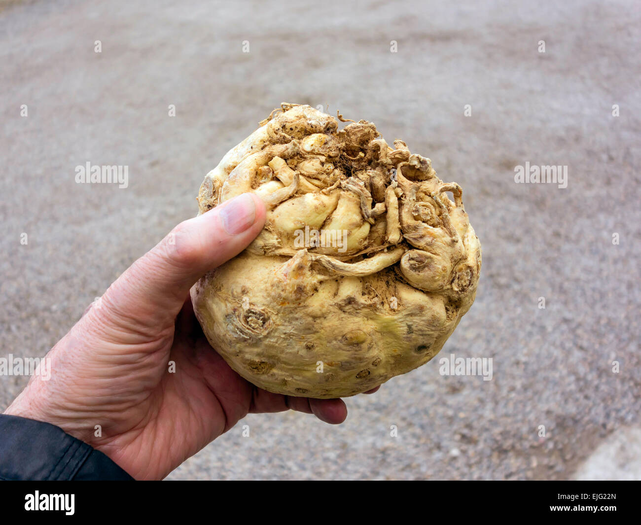 Celeriac (Apium graveolens var. rapaceum) a root vegetable also called