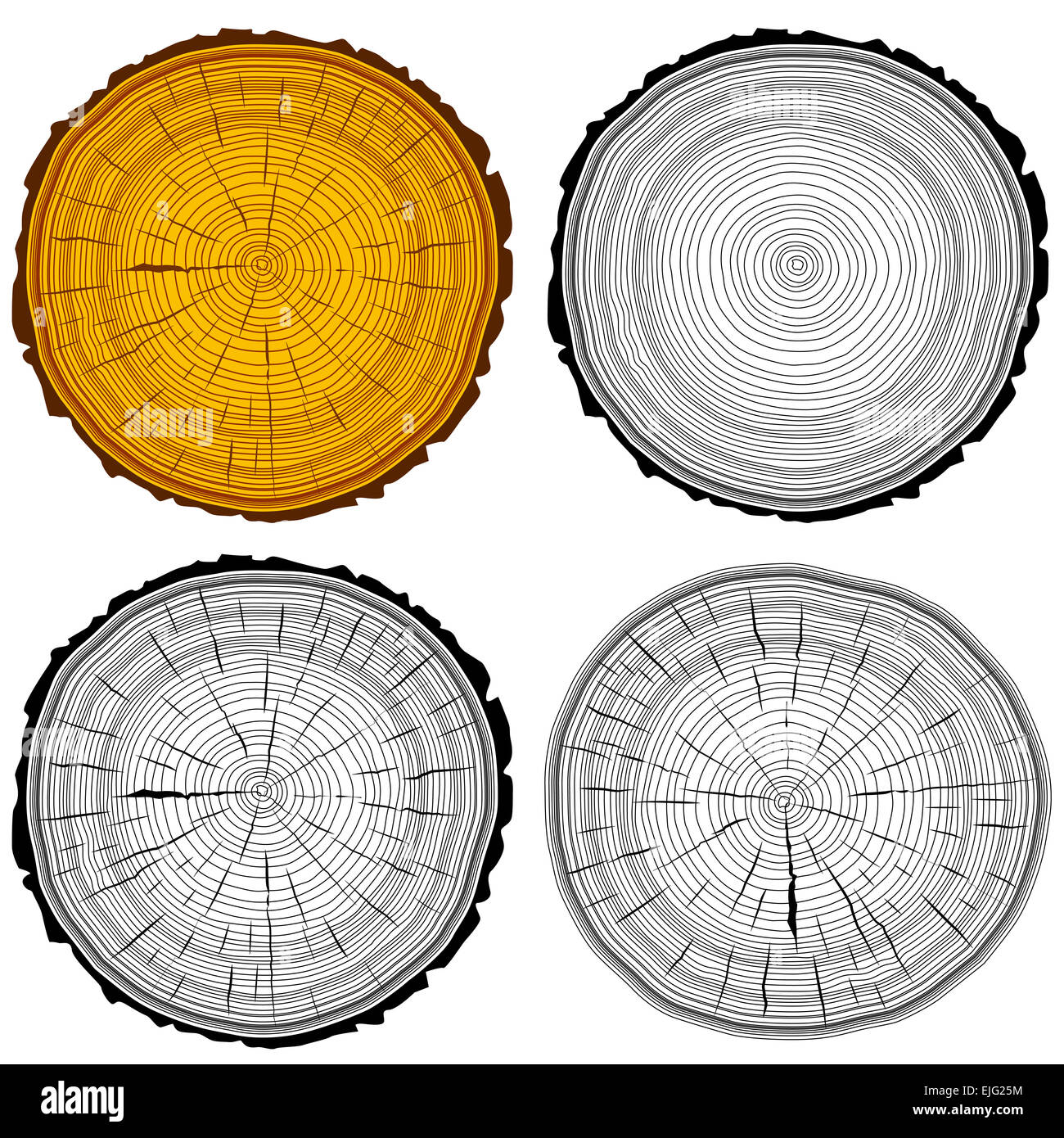 Set tree rings saw cut tree trunk background. Vector illustratio Stock ...