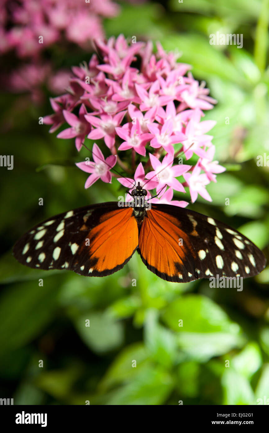 Heliconius hecale, is a species of Lepidoptera belonging to the family Nymphalidae Stock Photo