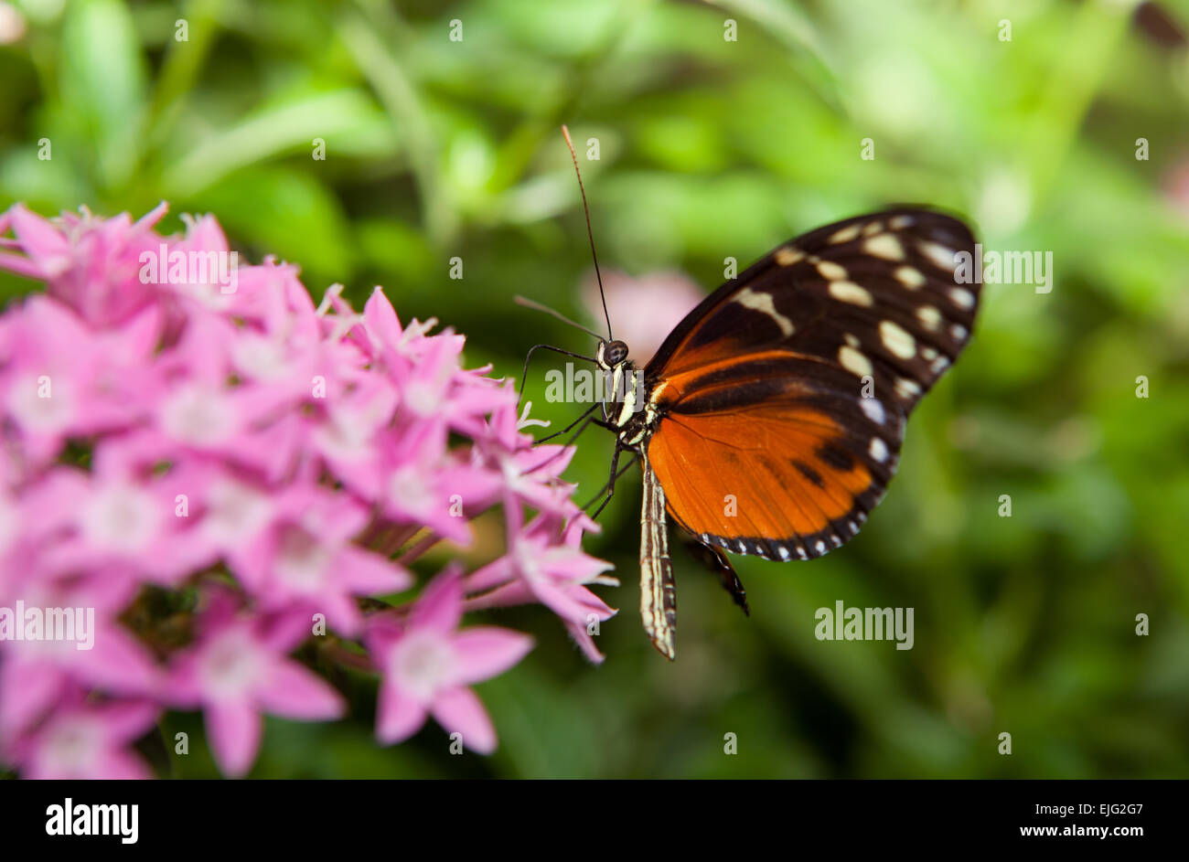 Heliconius hecale, is a species of Lepidoptera belonging to the family Nymphalidae Stock Photo