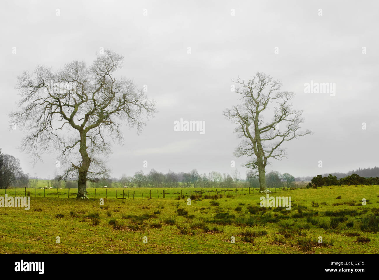 A field on a farmland in Scottish rural area Stock Photo Alamy