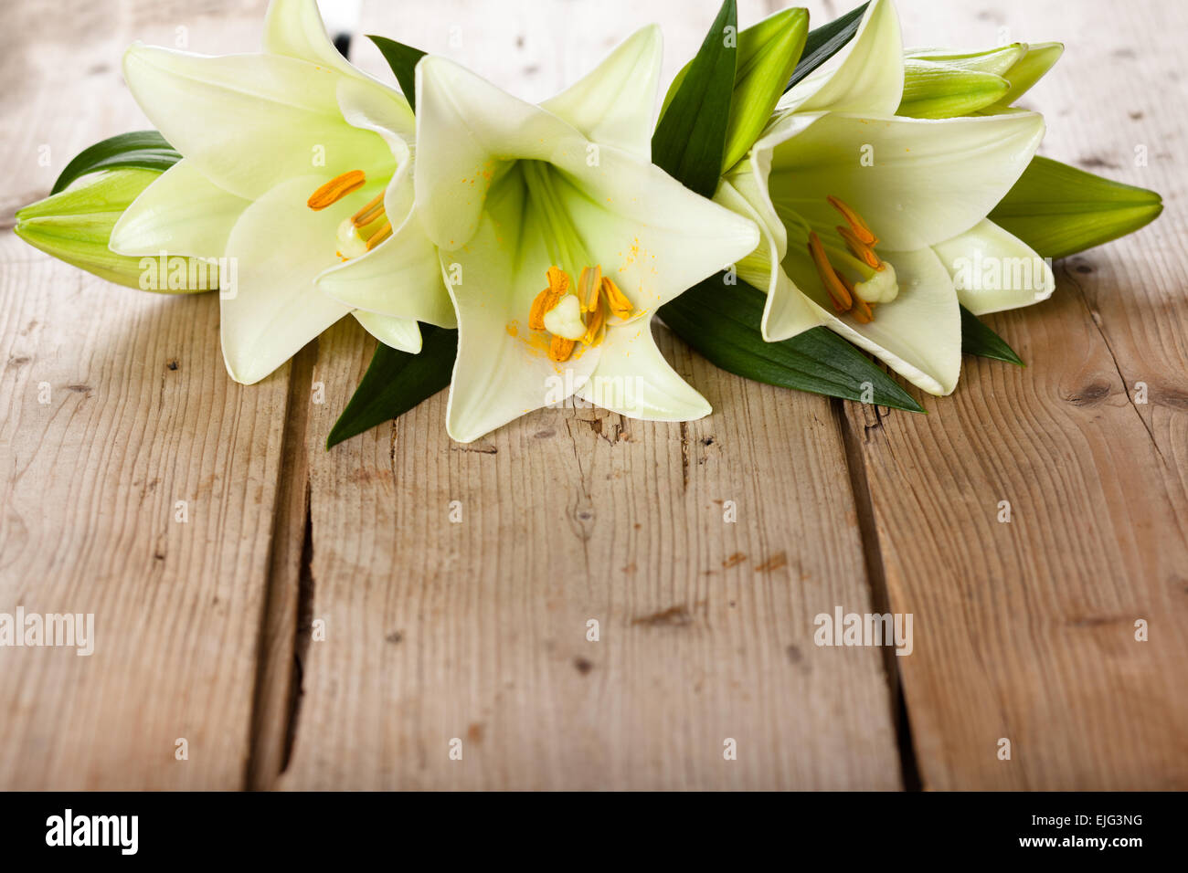 Easter lilies border hi-res stock photography and images - Alamy