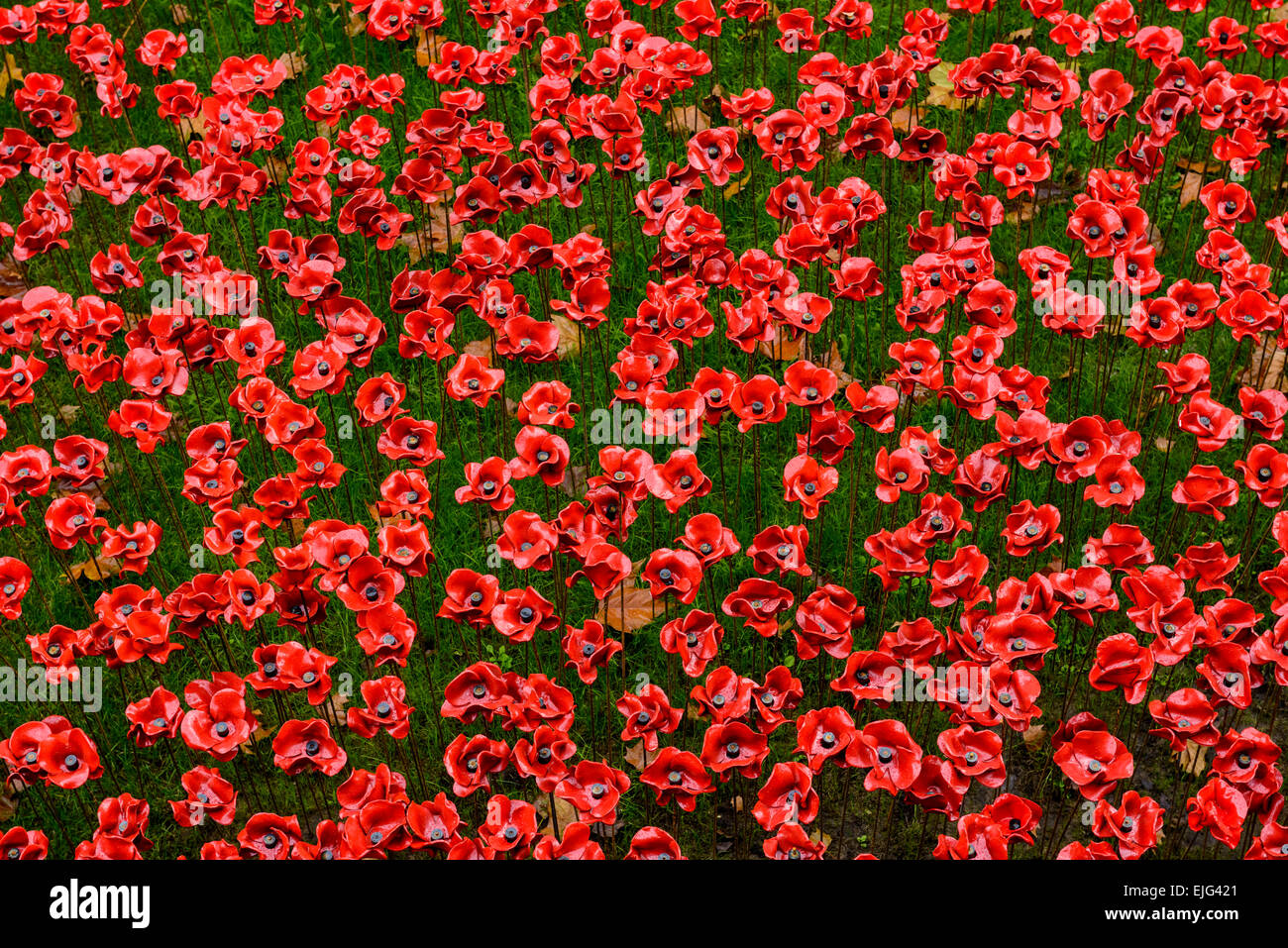 Ceramic red Poppies (designed by Paul Cummins) installed at The Tower of London as a war memorial, UK Stock Photo