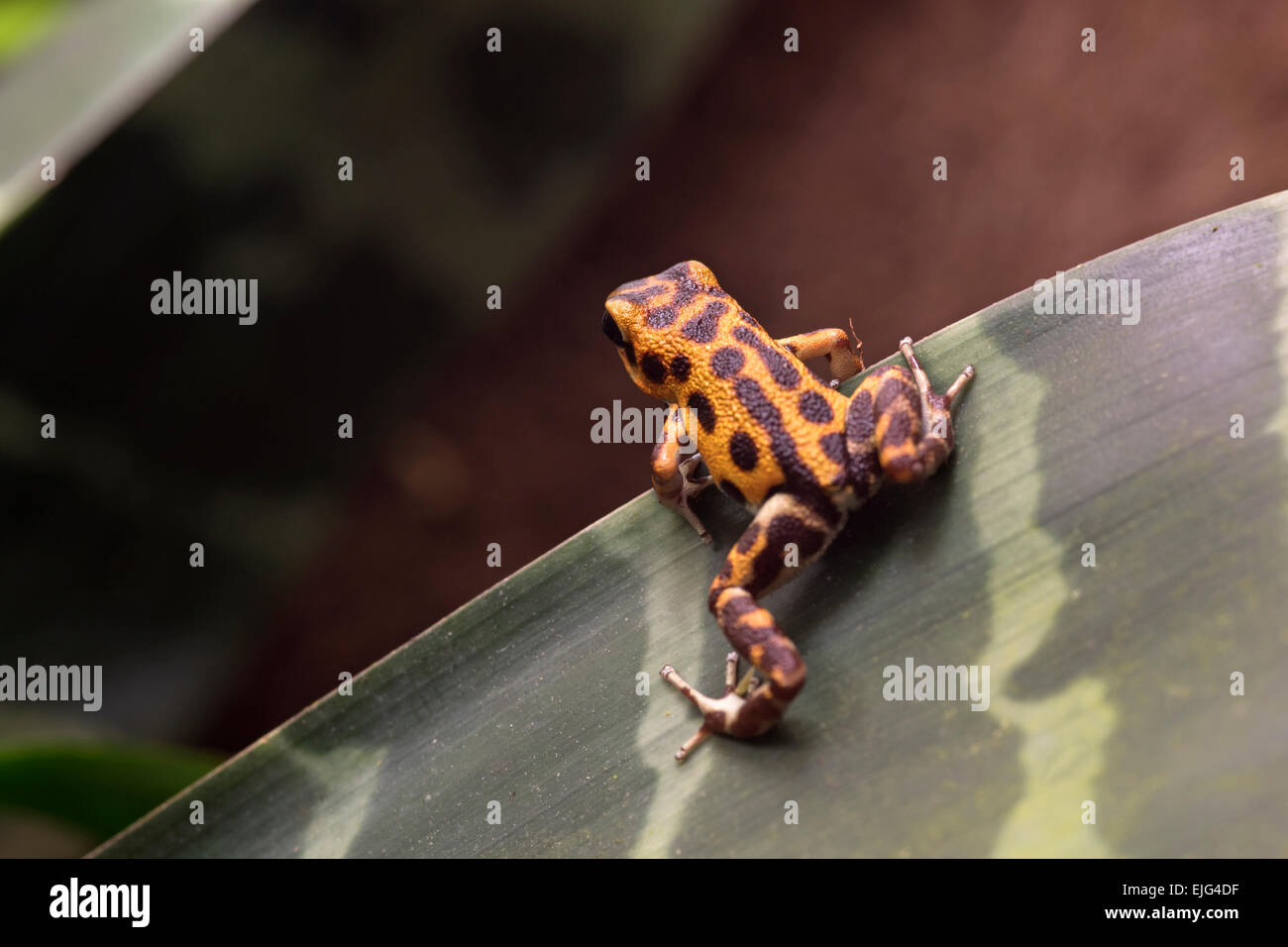 Poison-dart frog Stock Photo