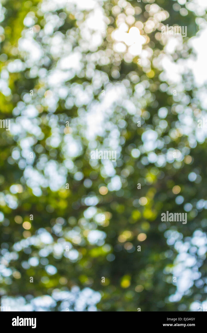 Bokeh natural lighting of the tree Stock Photo - Alamy