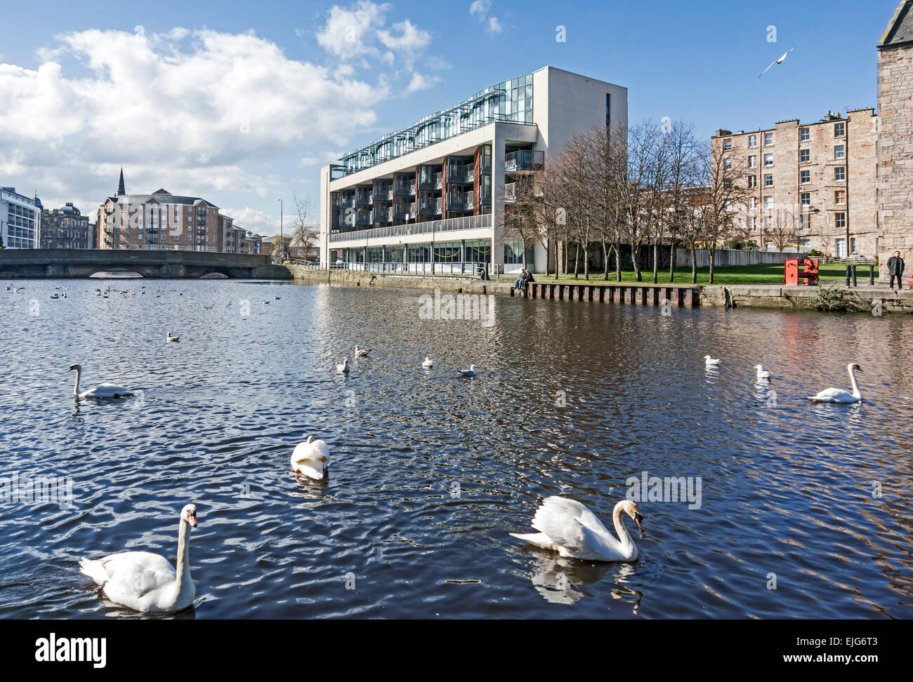 Waterside apartments on Ronaldson's Wharf by Water of Leith in Leith Edinburgh Scotland with swans Stock Photo