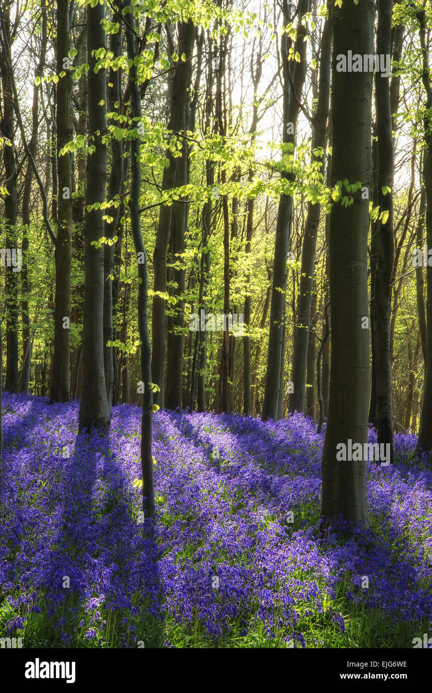 Beautiful landscape of Spring bluebells in forest Stock Photo