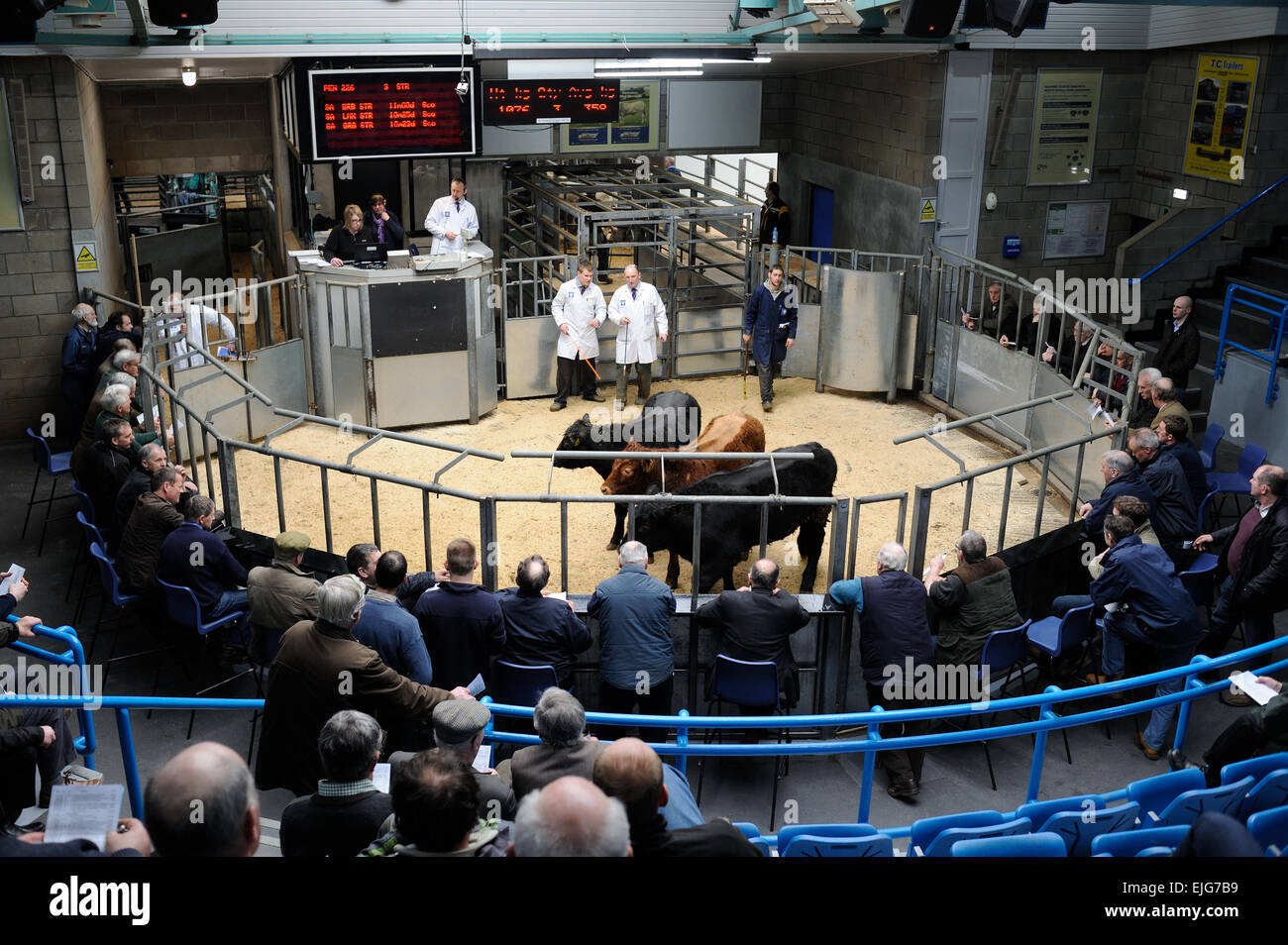 Thainstone Market is Scotland’s biggest livestock market, selling over