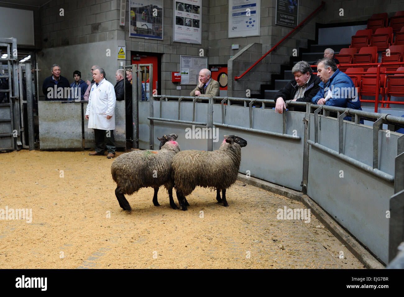 Thainstone Market is Scotland’s biggest livestock market, selling over