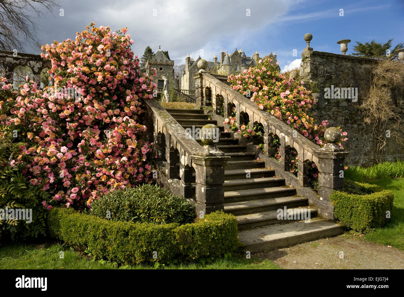 torosay castle steps with camelias Stock Photo