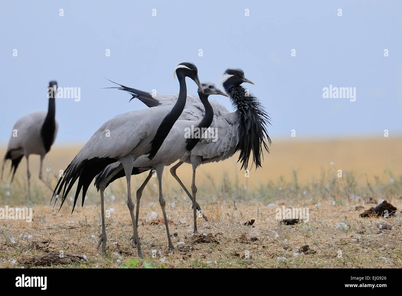 Family of Demoiselle cranes in hot steppe Stock Photo