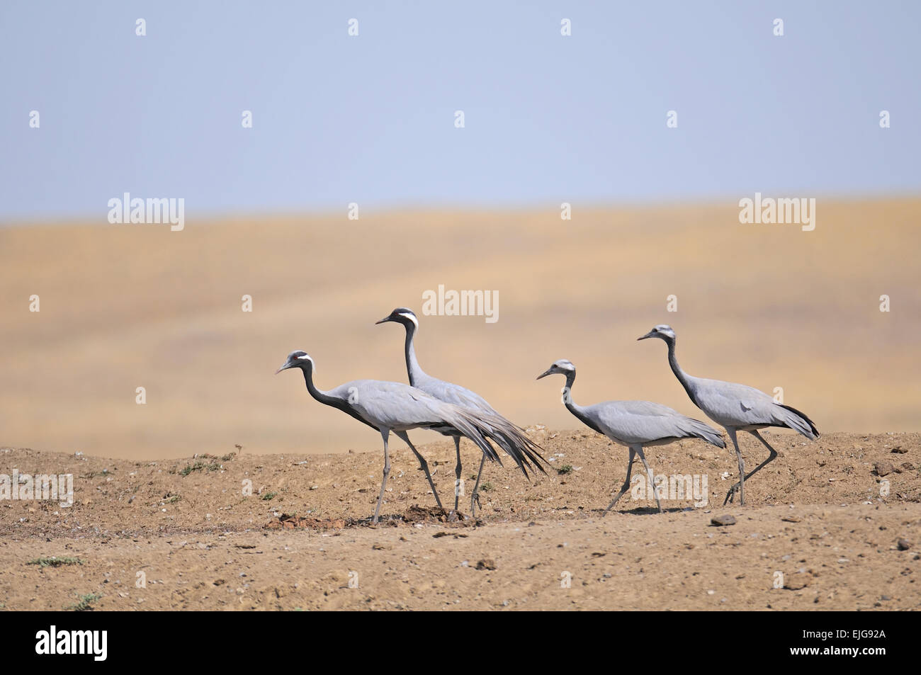 Family of Demoiselle cranes in hot steppe Stock Photo