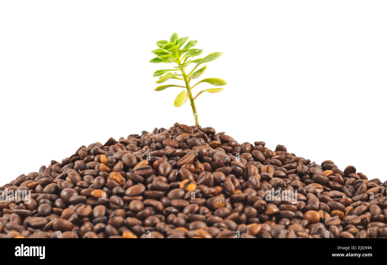 Green plant growing from the coffee beans Stock Photo Alamy
