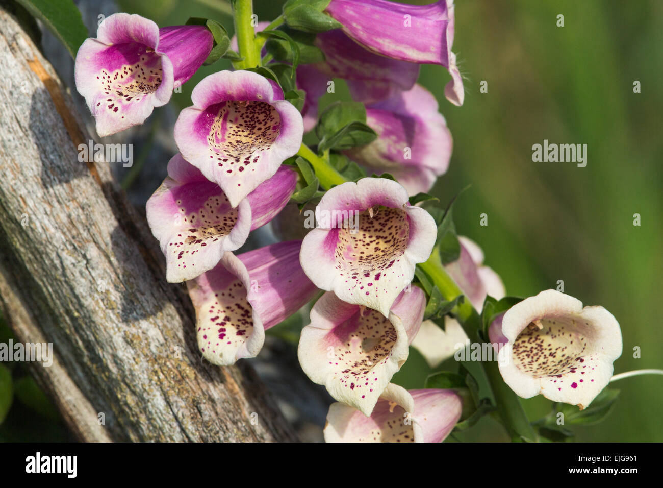 Foxglove - Digitalis purpurea Stock Photo