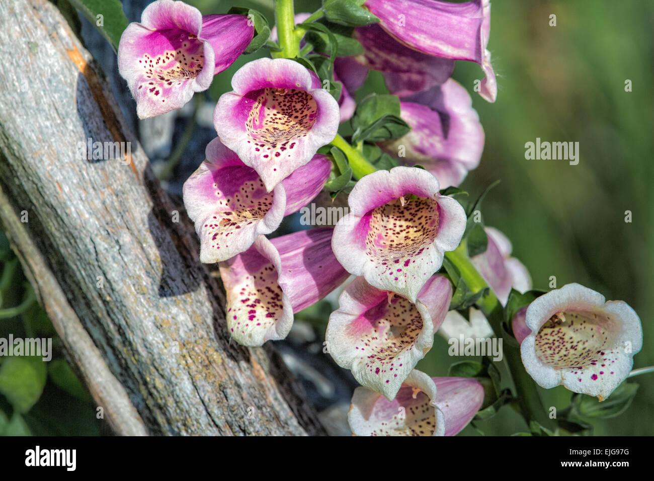 Foxglove - Digitalis purpurea Stock Photo