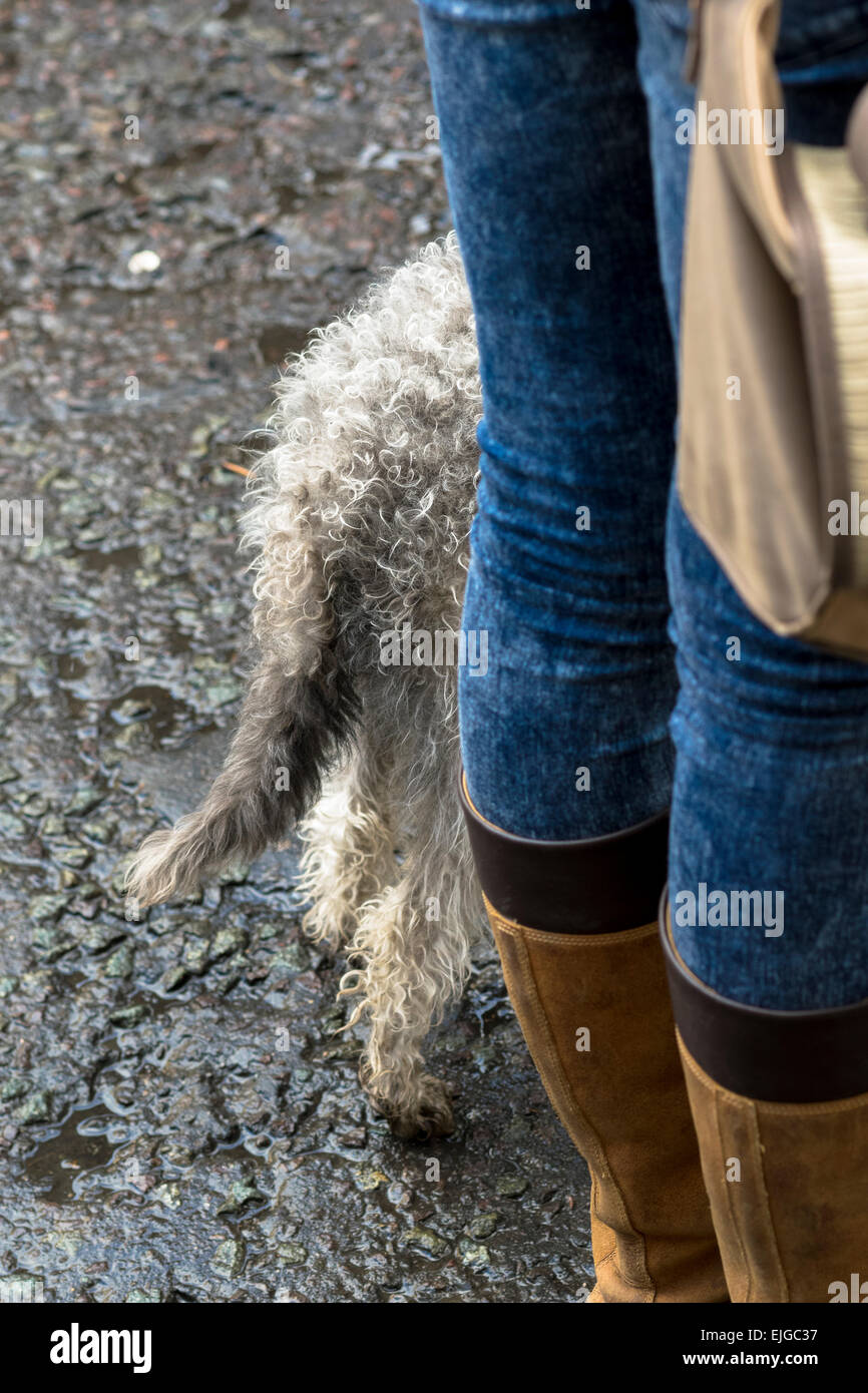 Dog and Female owner Stock Photo