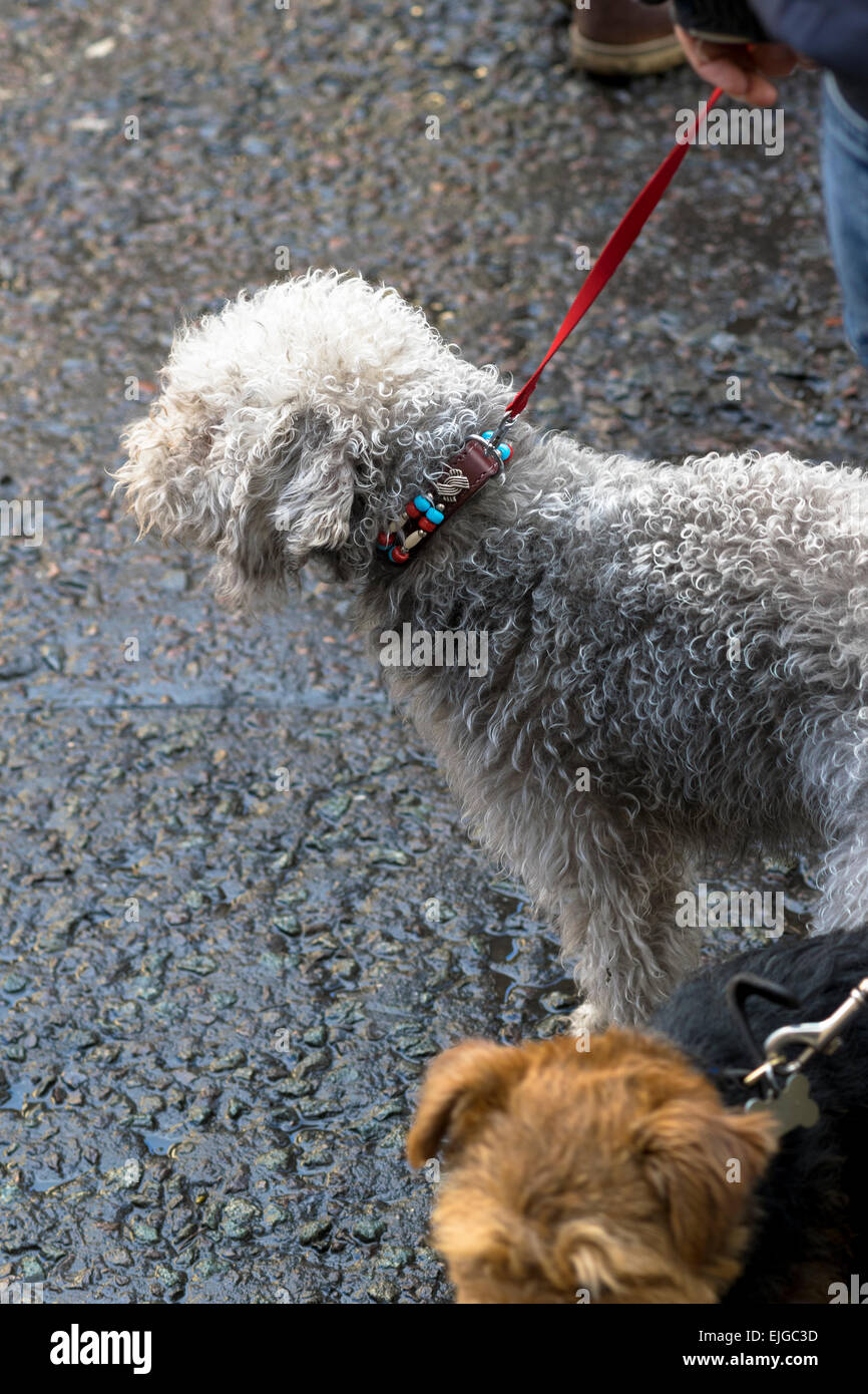 Dog and Female owner Stock Photo