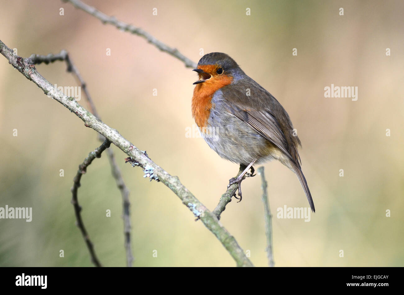 Robin singing in winter UK Stock Photo Alamy