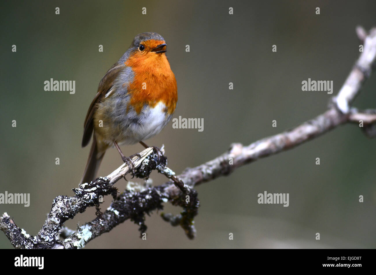 Robin singing in winter UK Stock Photo Alamy