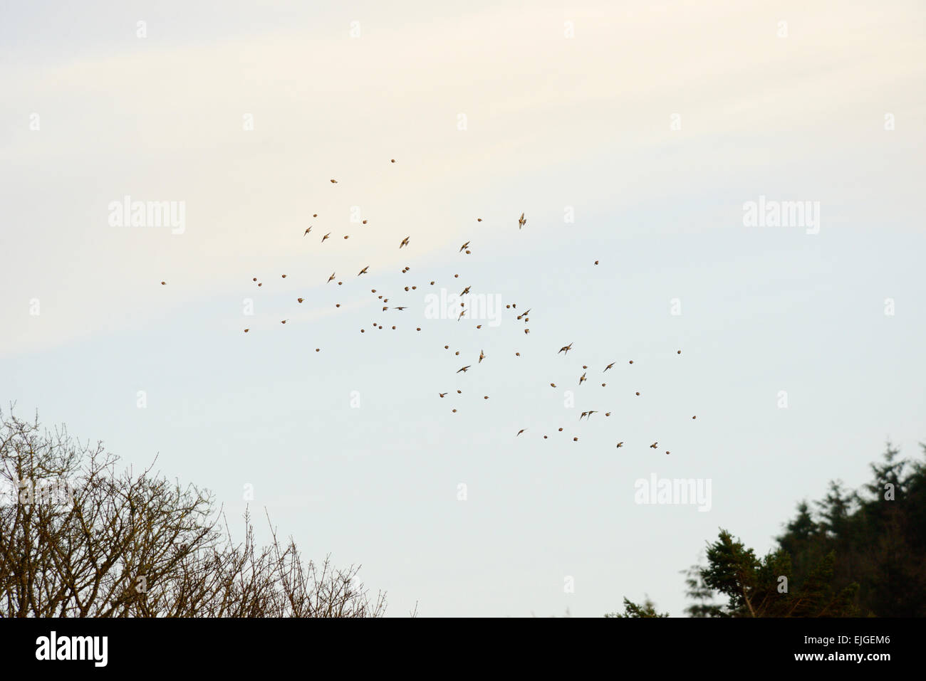 A flock or Charm of Goldfinches, Carduelis carduelis over Larch woodland in Winter, Wales, UK. Stock Photo