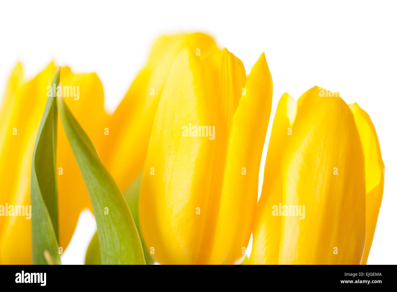 Yellow Tulips Bouquet isolated on white Stock Photo - Alamy