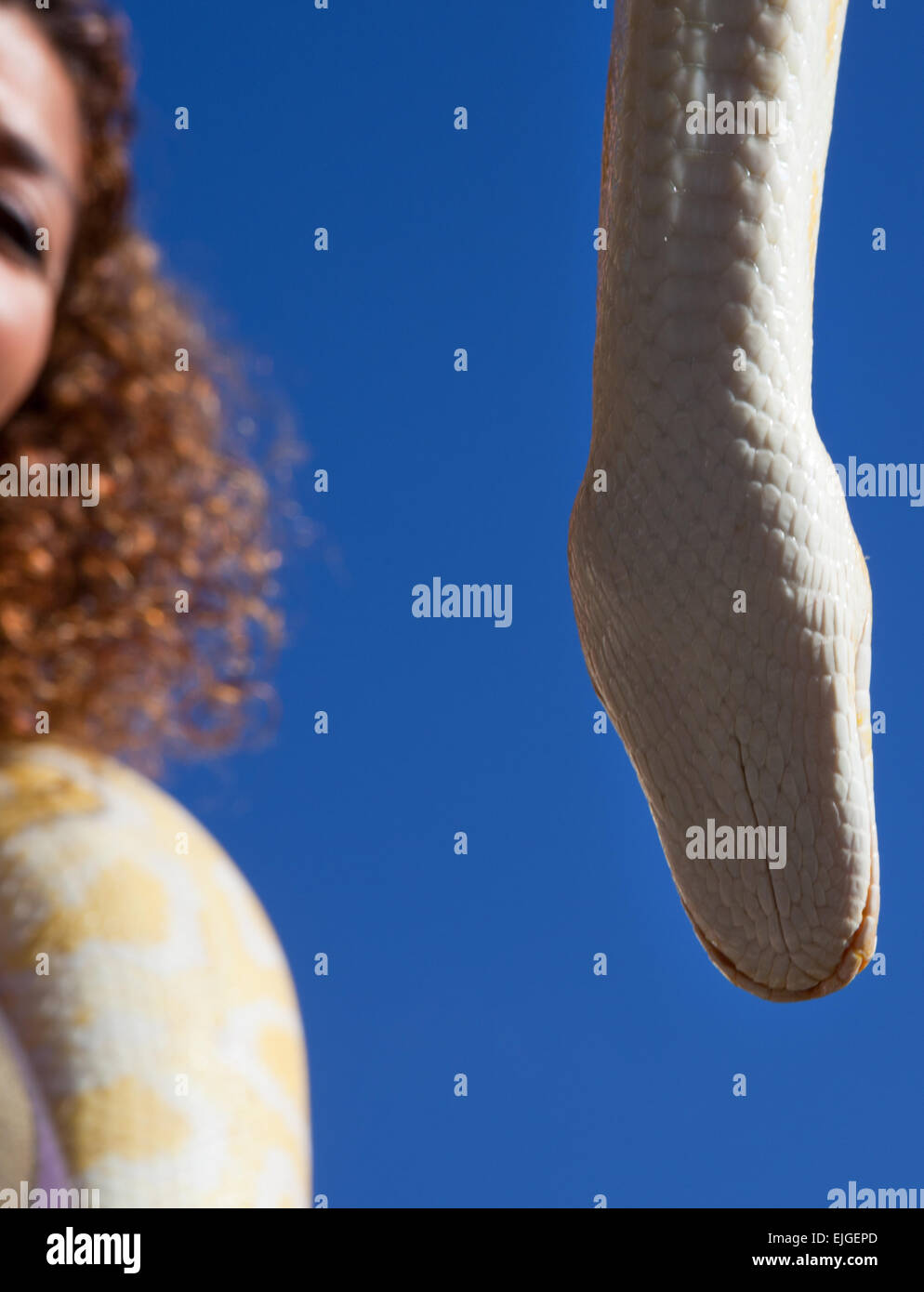 Thai Golden Python moving freely by Almossassa Culture Festival between public and performers Stock Photo