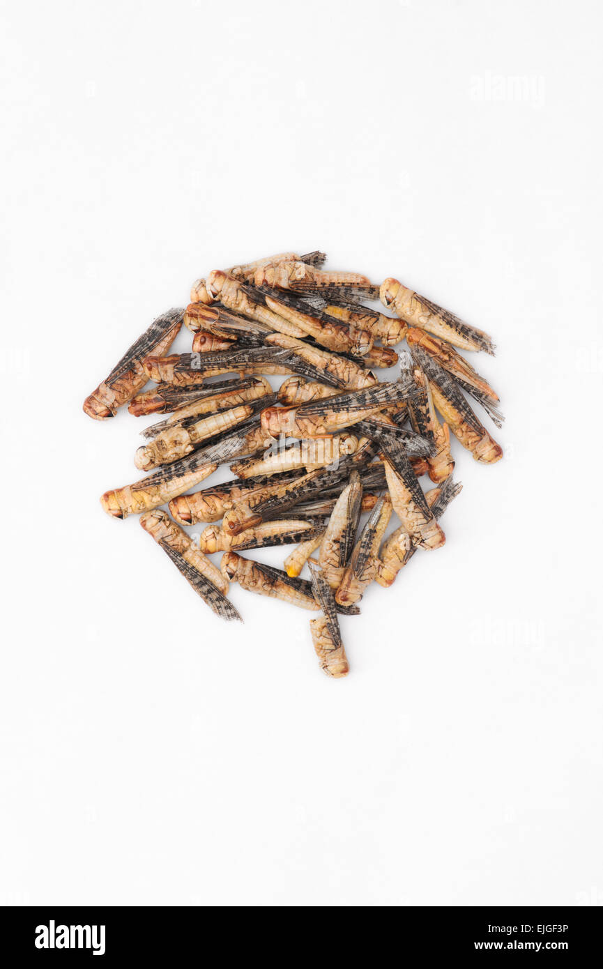 Edible insects. Grasshoppers on a white background Stock Photo
