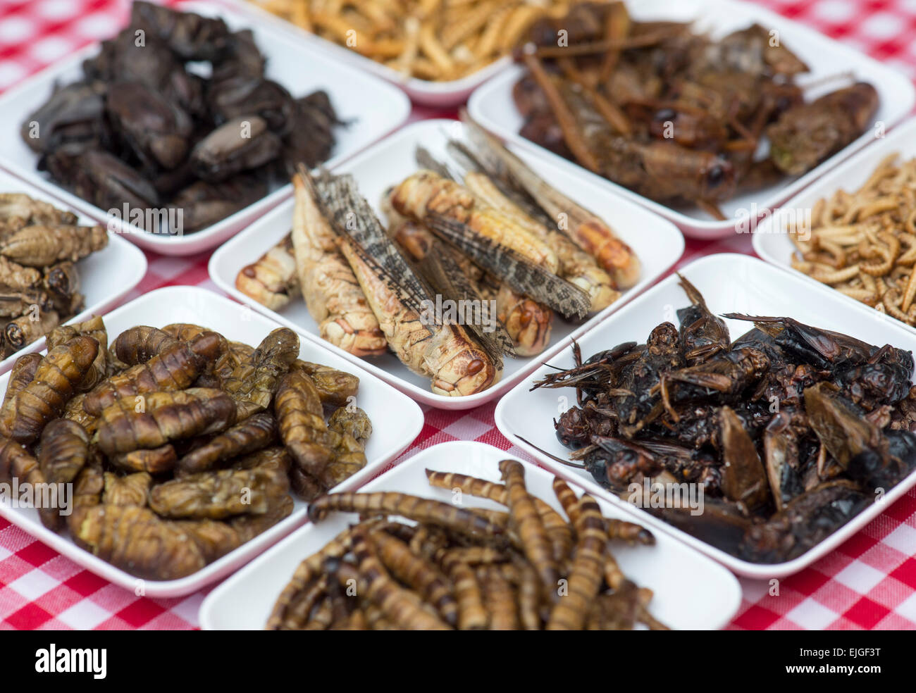 Edible insects. Buffalo Worms, Crickets, Mealworms Stock Photo 80268380 Alamy